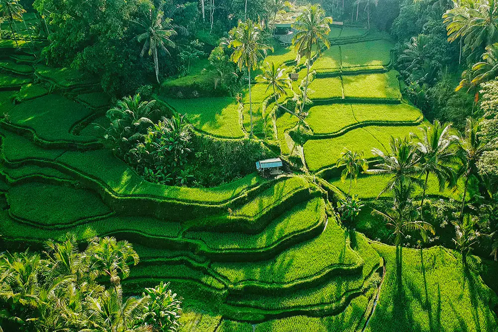 Rizières de Bali