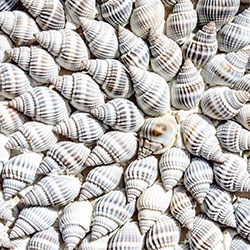 Marine and/or animal origin